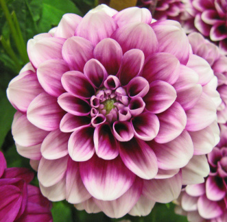 Dahlia ' B - MAN '  (Min.D.)   Swan Island  USA  1998   Swan Island Dahlias, Canby, Oregon,  USA 2012   (David Brown)